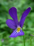 Viola tricolor. Цветок. Архангельская обл., Вельский р-н, окр. пос. Усть-Шоноша, обочина небольшой дороги. 29.07.2013.