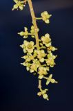 Cupaniopsis anacardioides