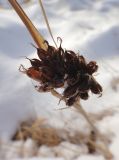 Juncus leucochlamys. Прошлогоднее соплодие. Республика Бурятия, Баунтовский эвенкийский р-н, окр. пос. Северный, марь. 23.02.2016.