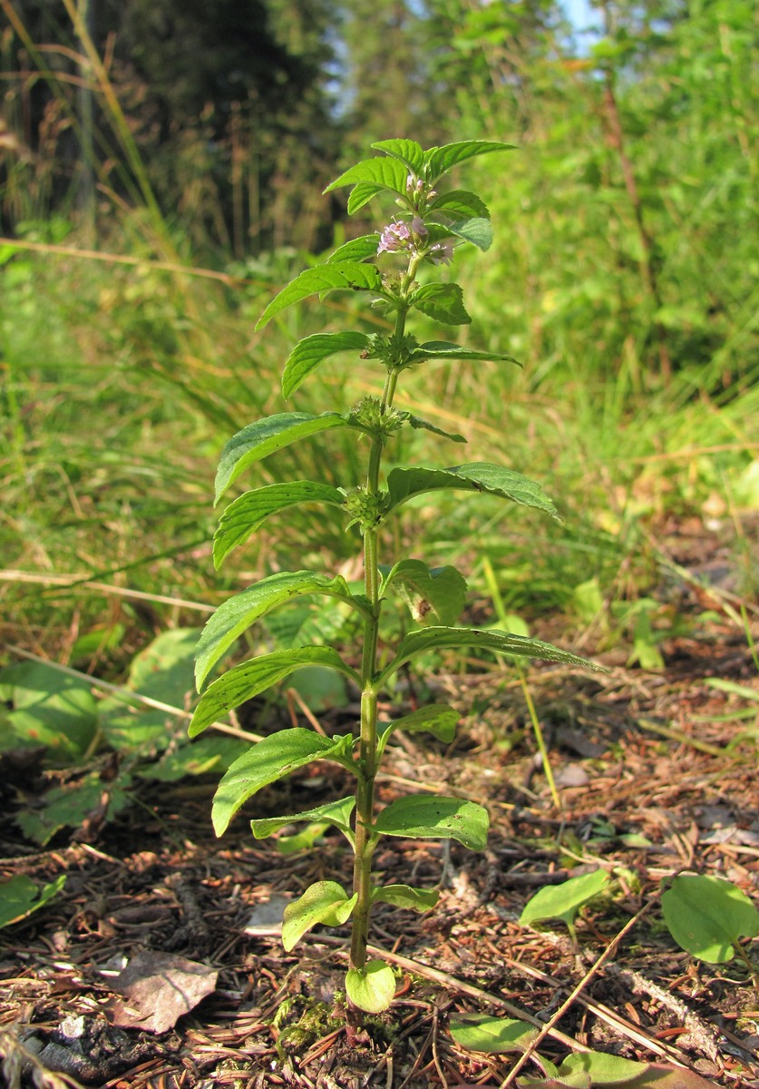 Изображение особи Mentha arvensis.