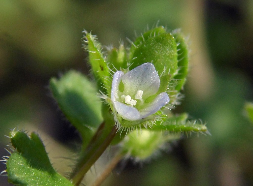 Image of Veronica sublobata specimen.
