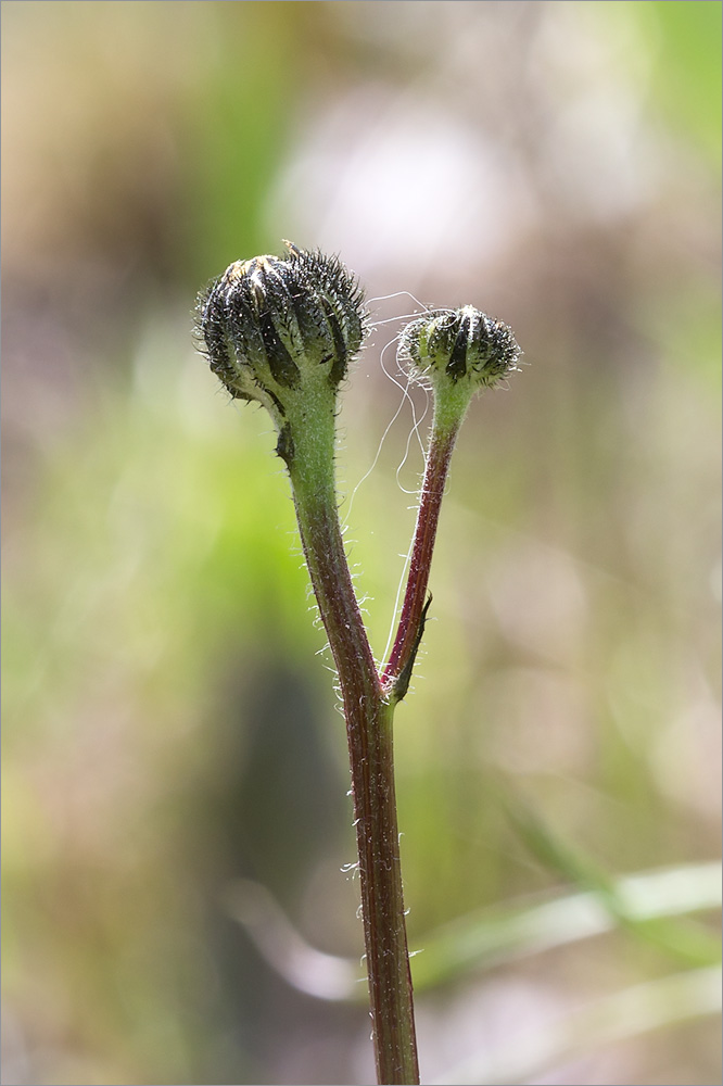 Изображение особи Trommsdorffia maculata.