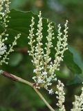 Reynoutria japonica. Соцветие. Санкт-Петербург. 12 сентября 2009 г.