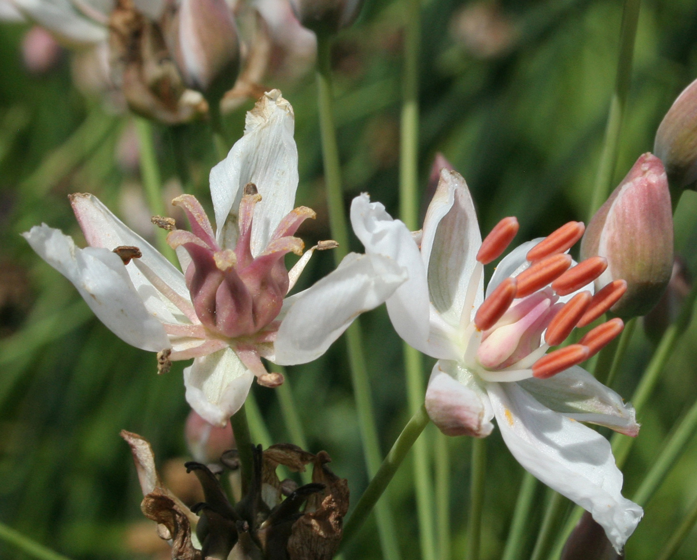 Изображение особи Butomus umbellatus.