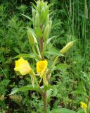 Oenothera rubricaulis