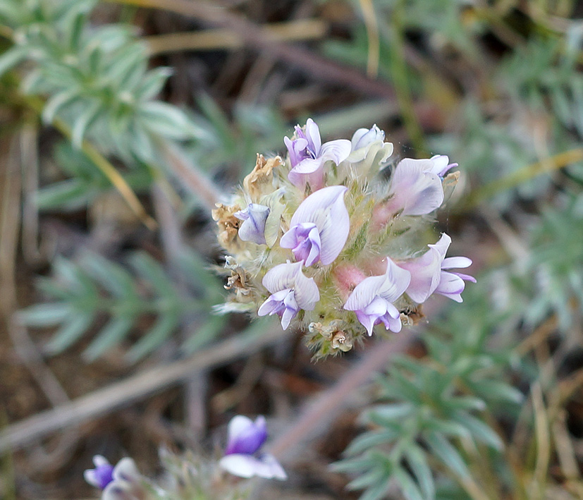 Image of Oxytropis turczaninovii specimen.