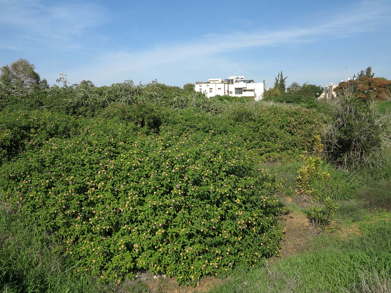 Изображение особи Lantana camara.