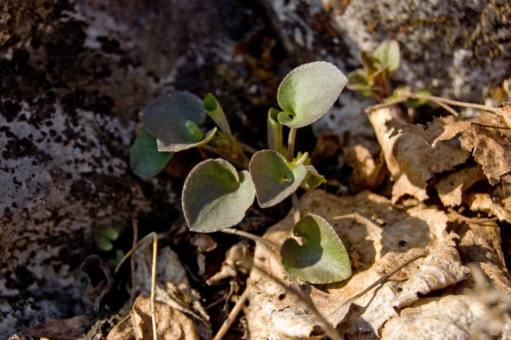 Image of Viola rupestris specimen.