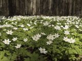 Anemone nemorosa