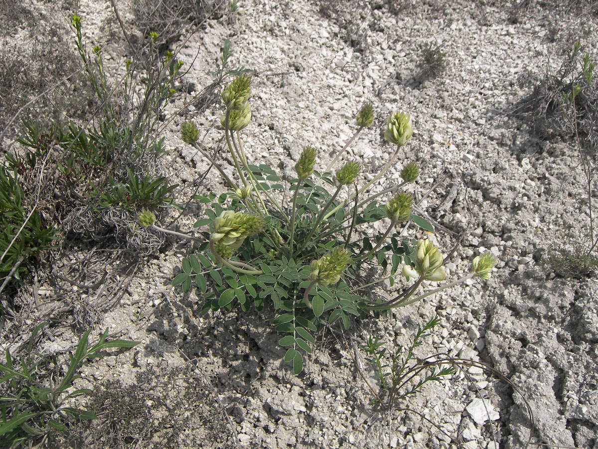 Изображение особи Hedysarum grandiflorum.