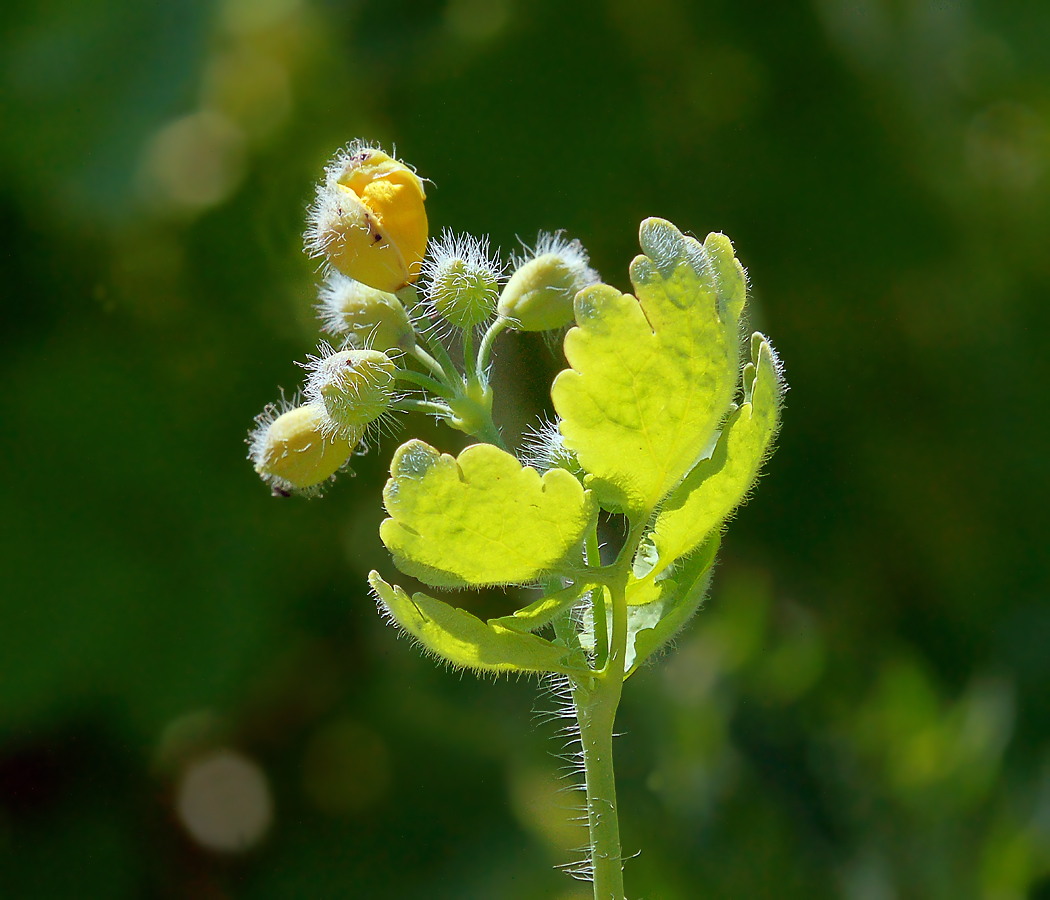 Изображение особи Chelidonium majus.