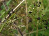 Galium mollugo
