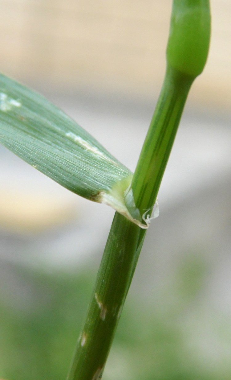 Изображение особи Hordeum leporinum.