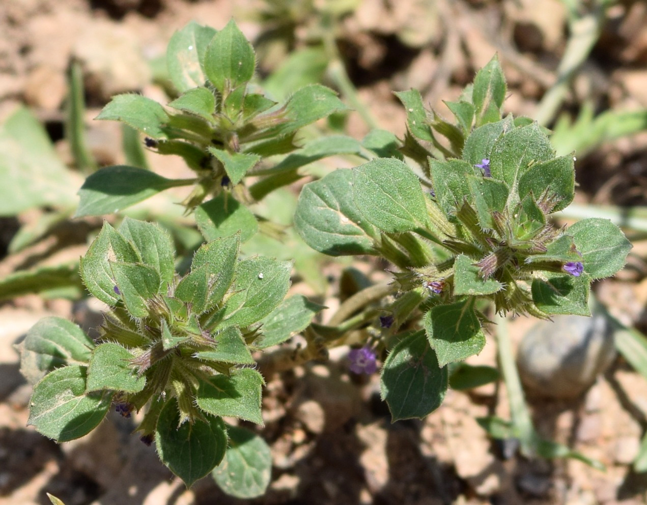 Изображение особи Ziziphora graveolens.