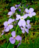 Hesperis matronalis