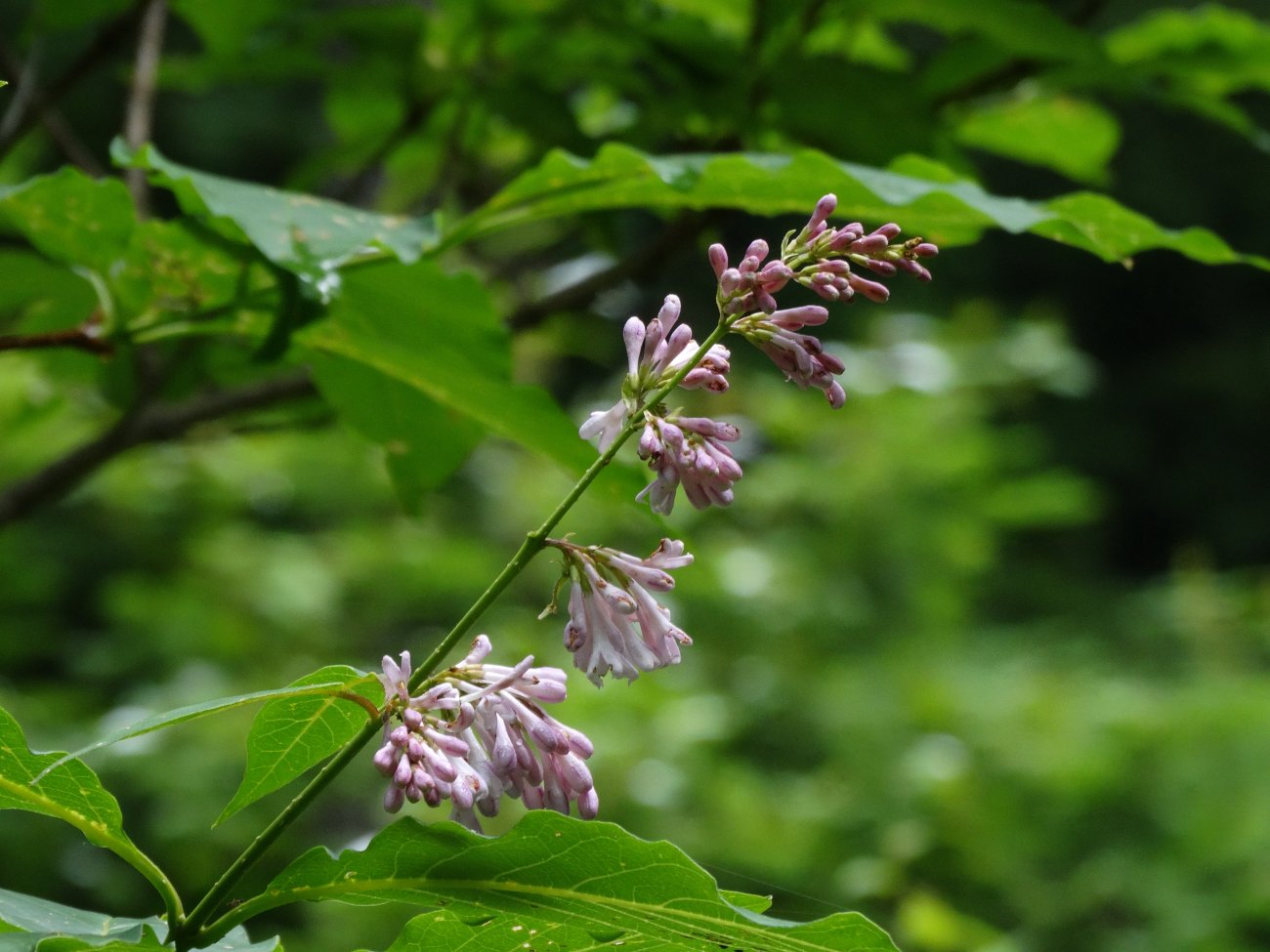 Image of Syringa wolfii specimen.