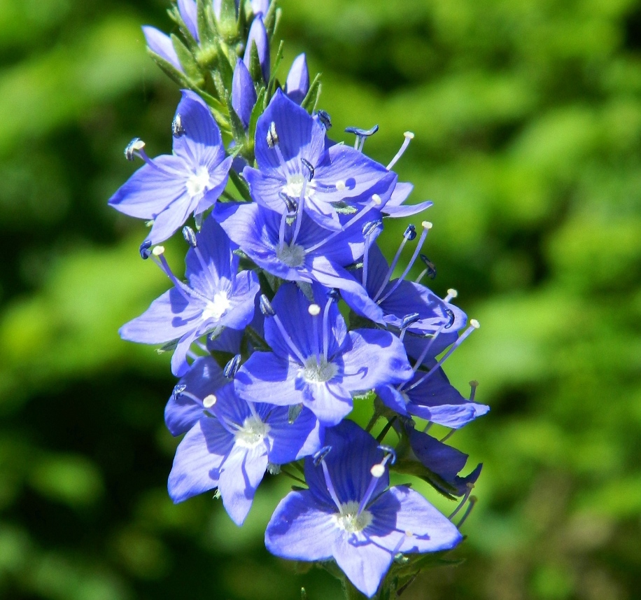 Image of Veronica teucrium specimen.