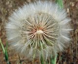 Tragopogon subspecies major