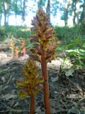 Orobanche laxissima