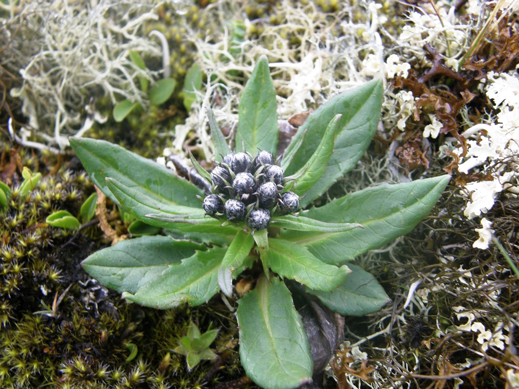 Image of Saussurea subacaulis specimen.