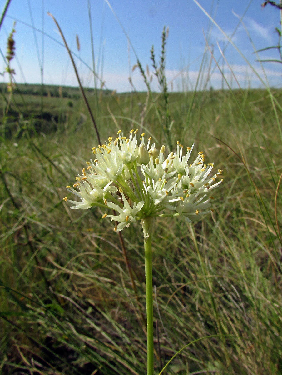 Image of Allium flavescens specimen.