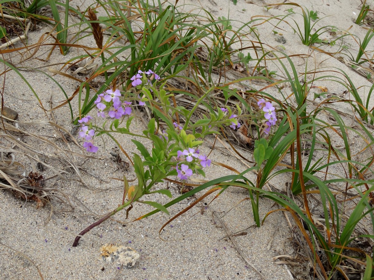 Изображение особи Dontostemon hispidus.