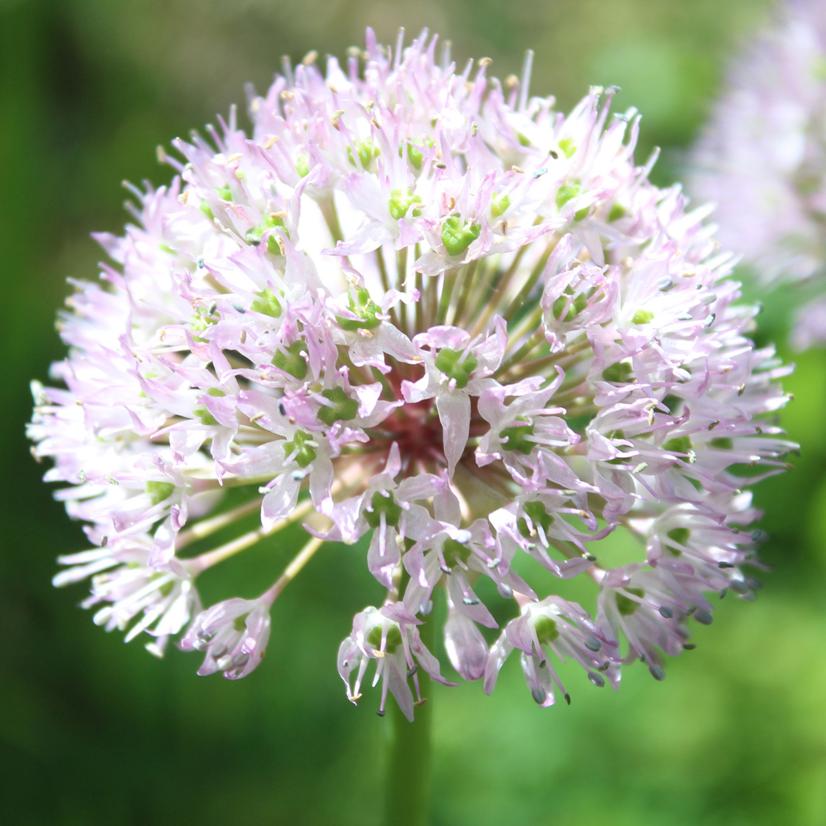 Image of Allium grande specimen.