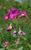 Lathyrus tuberosus