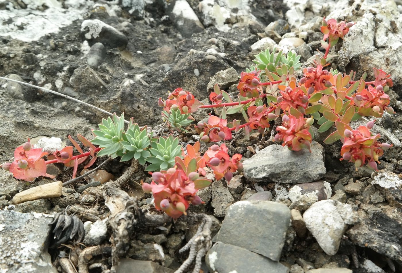 Изображение особи Euphorbia petrophila.