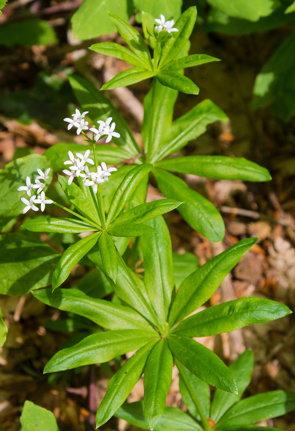 Image of Galium odoratum specimen.