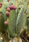 Opuntia robusta. Побеги с плодами. Испания, Андалусия, провинция Малага, г. Бенальмадена, парк La Paloma. Август 2015 г.