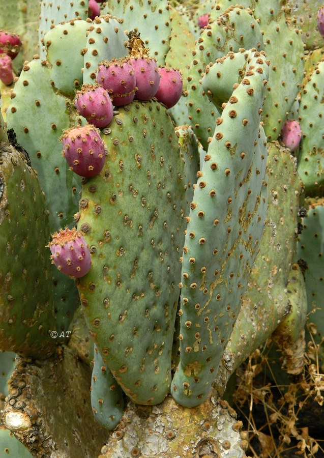 Image of Opuntia robusta specimen.