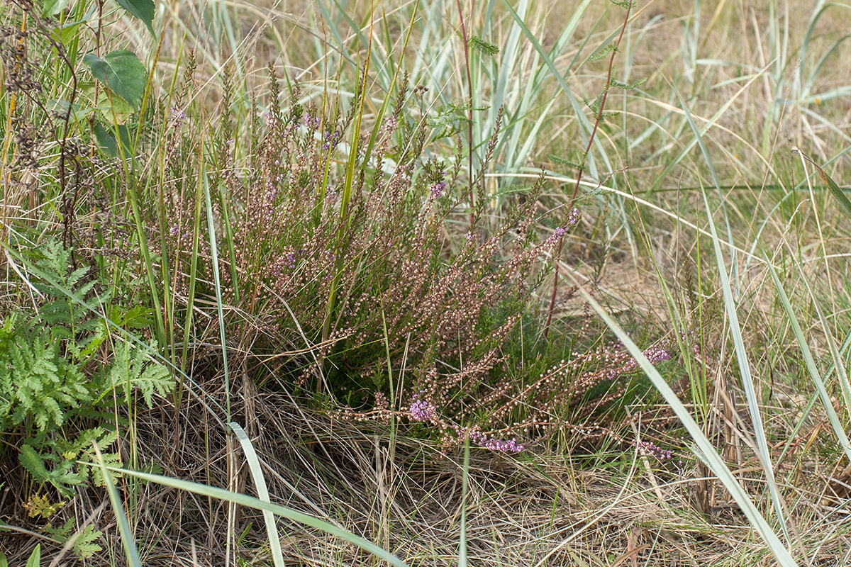 Image of Calluna vulgaris specimen.