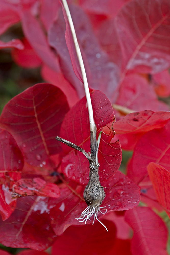 Image of Allium rupestre specimen.