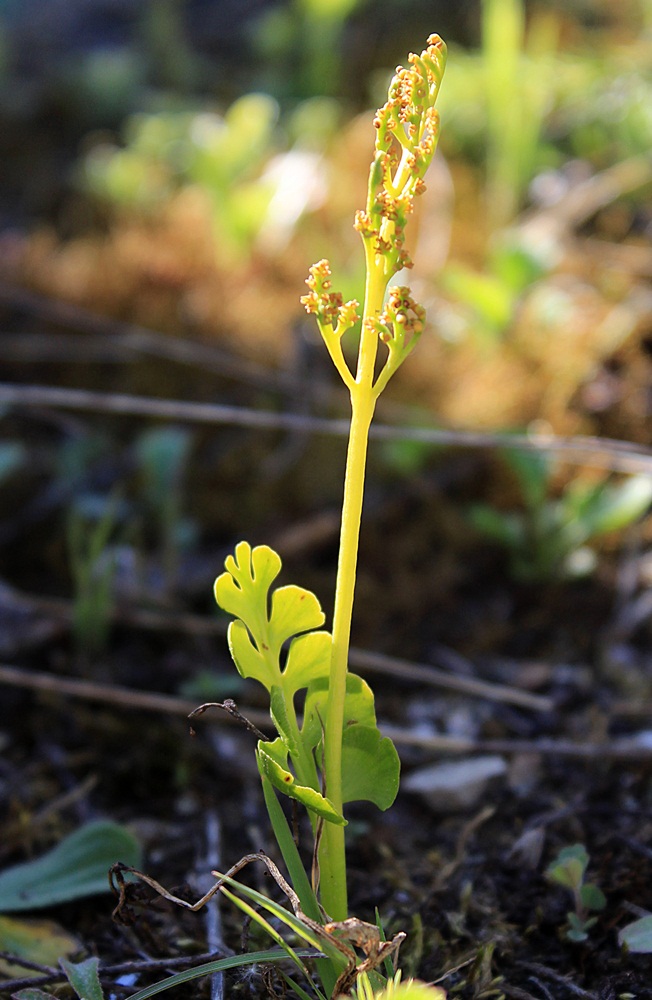 Изображение особи Botrychium lunaria.