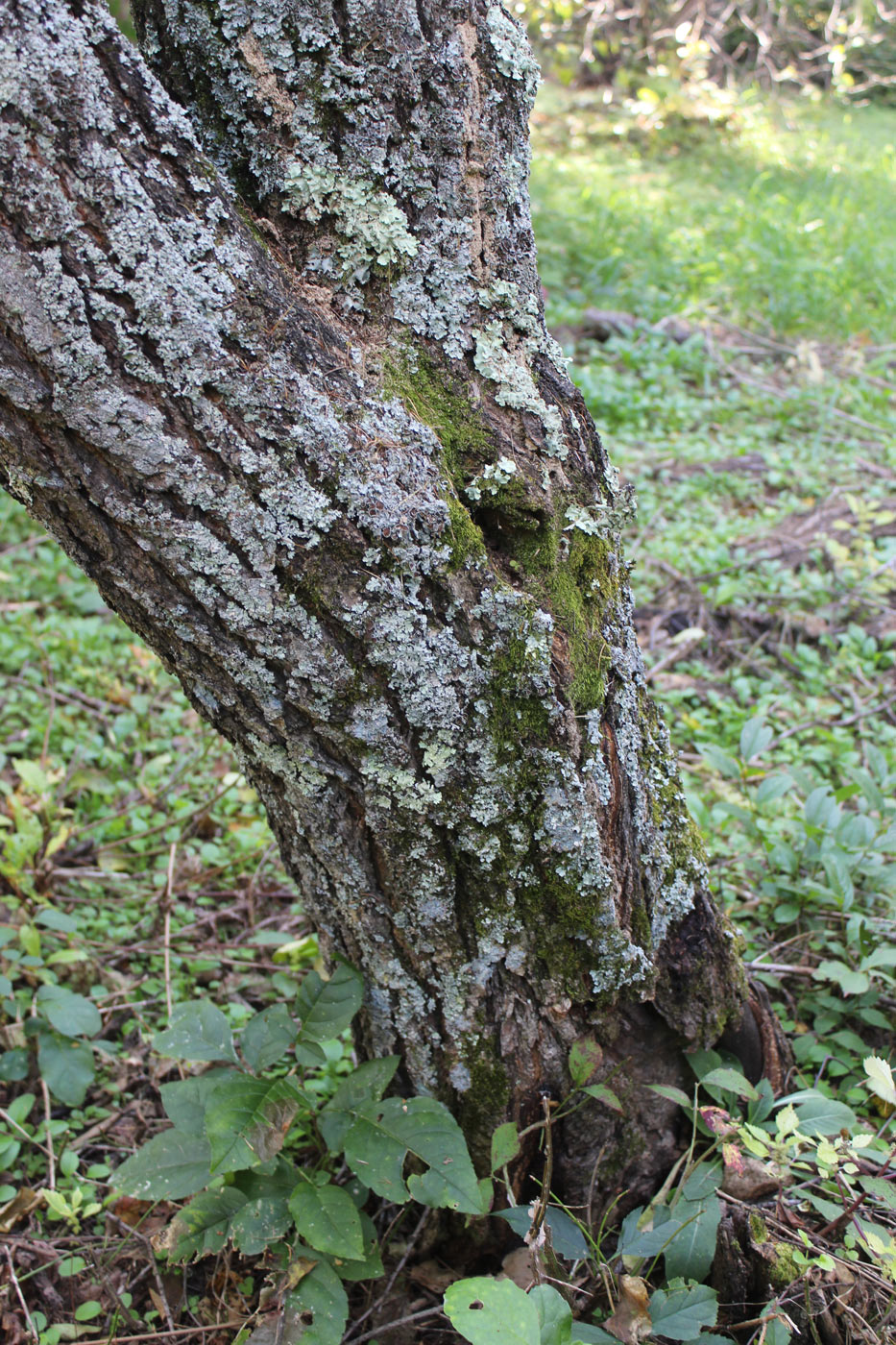 Image of Armeniaca sibirica specimen.