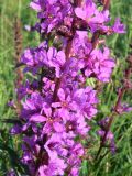 Lythrum salicaria. Часть соцветия. Амурская обл., Бурейский р-н, окр. с. Виноградовка, долина р. Асташиха, разнотравный луг. 15.07.2016.