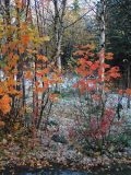 Sorbus aucuparia ssp. glabrata