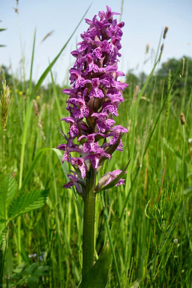 Image of Dactylorhiza majalis specimen.