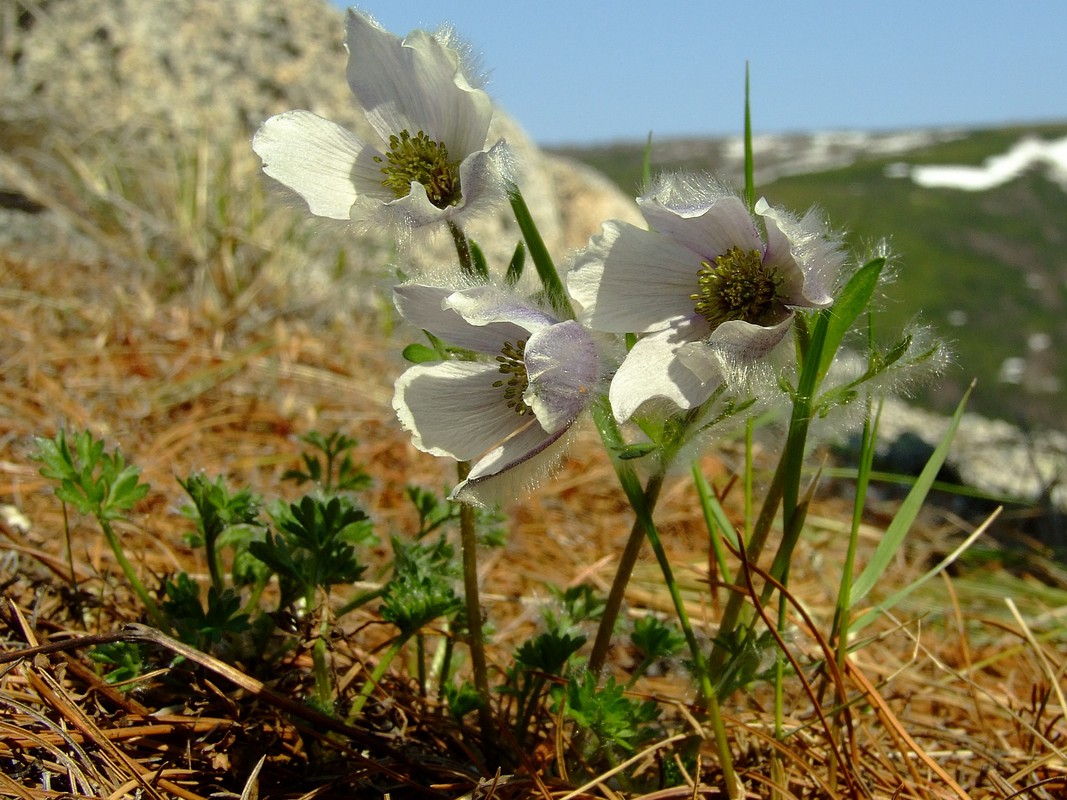 Изображение особи Pulsatilla magadanensis.