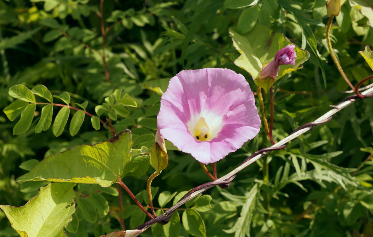 Image of Calystegia inflata specimen.