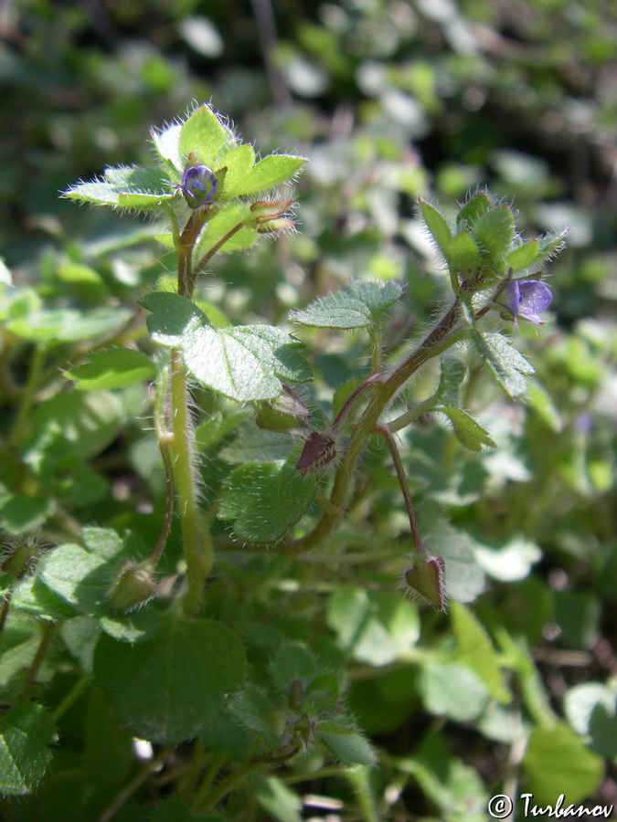 Изображение особи Veronica hederifolia.