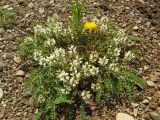 Astragalus schelichowii