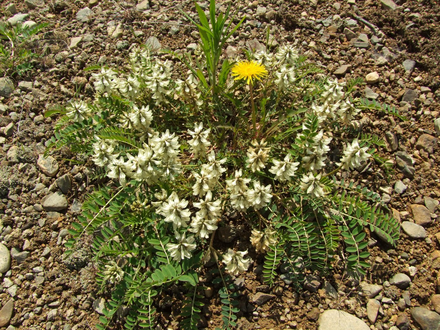 Изображение особи Astragalus schelichowii.