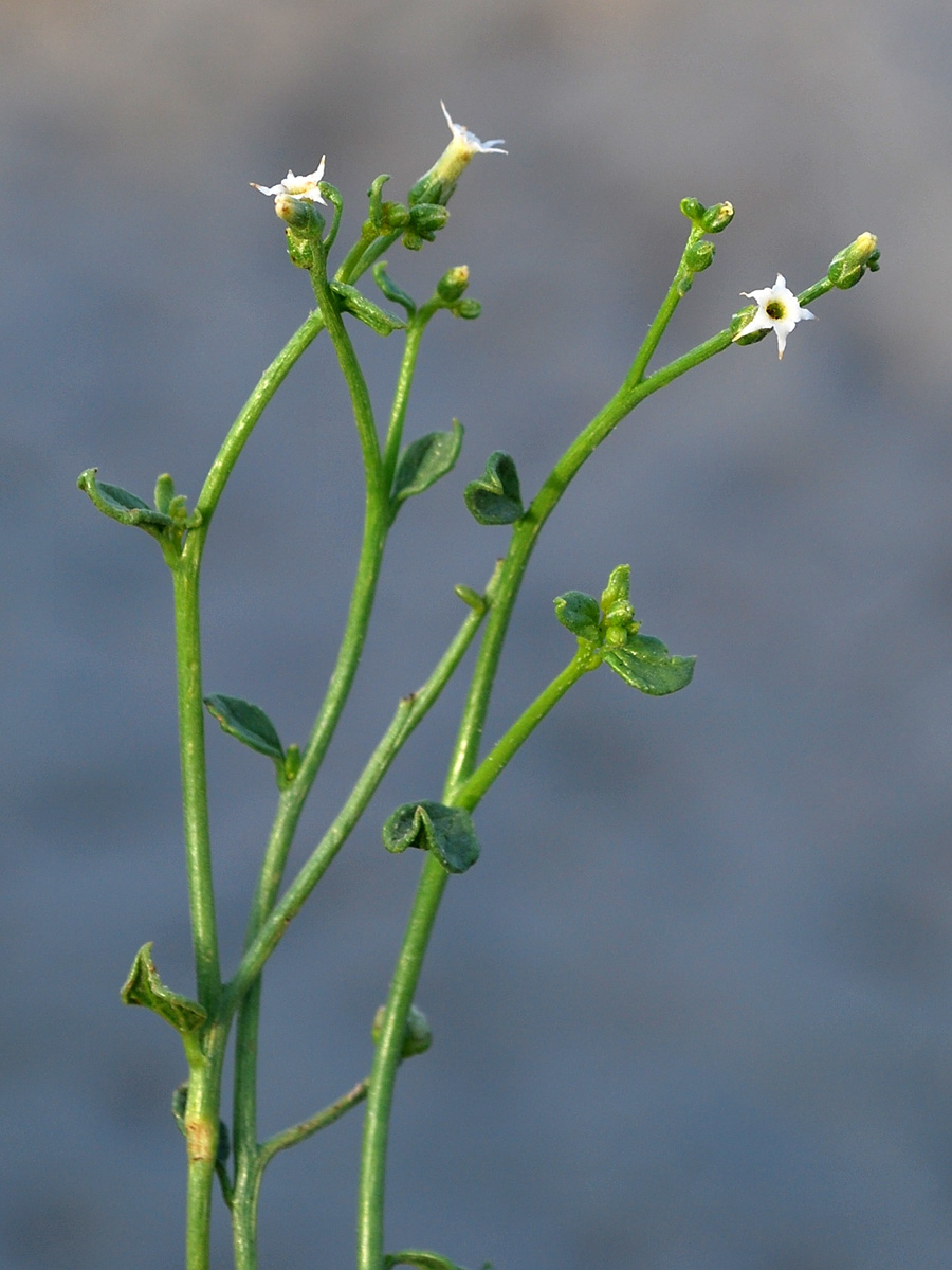 Изображение особи Heliotropium dasycarpum.