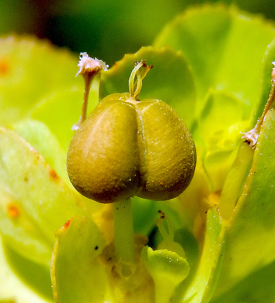 Image of Euphorbia helioscopioides specimen.