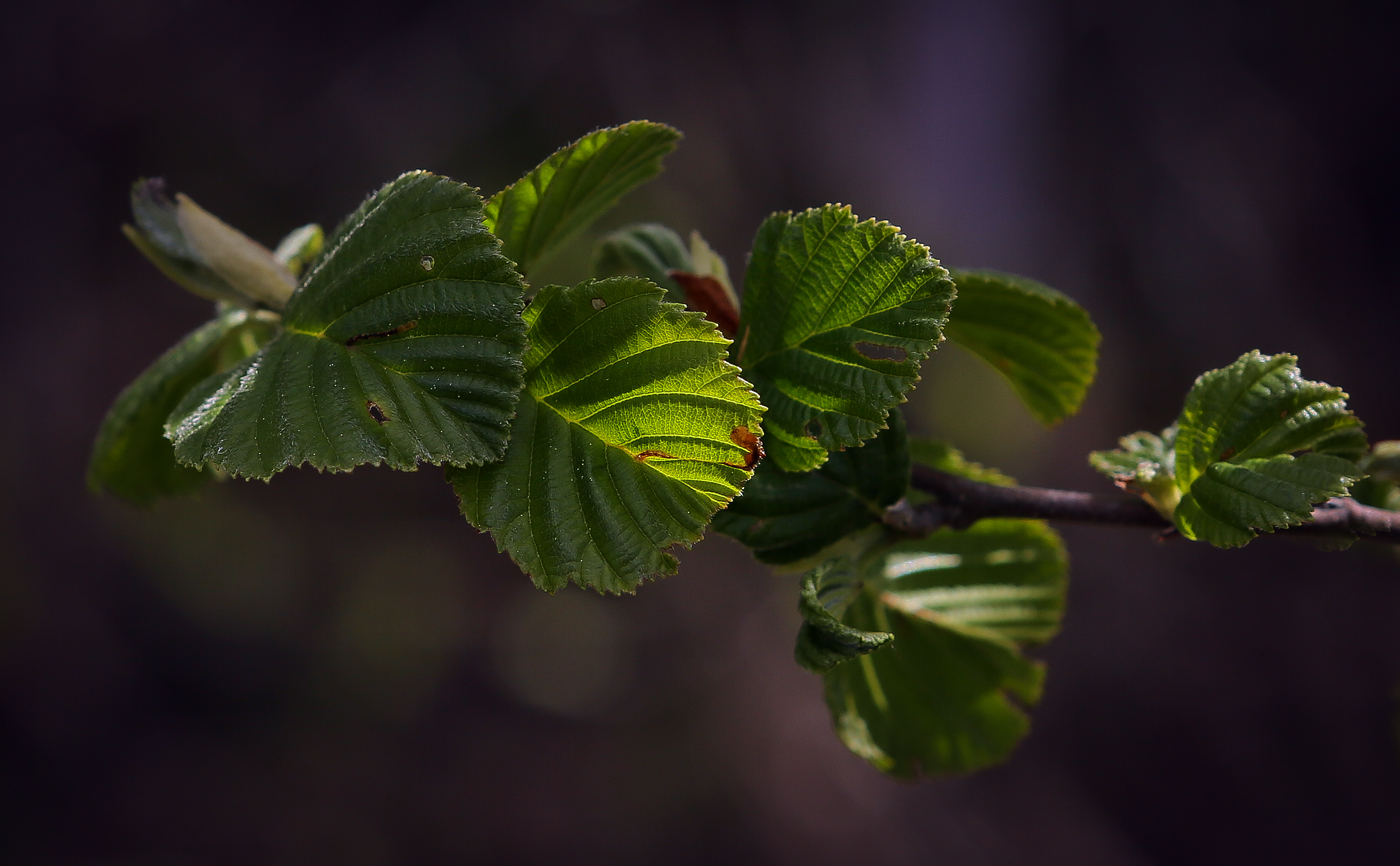 Изображение особи Alnus glutinosa.