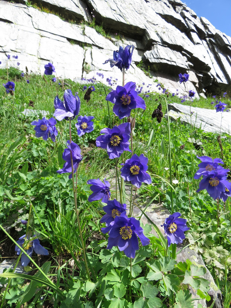 Image of Aquilegia glandulosa specimen.