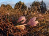 Colchicum triphyllum. Цветущее растение. Крым, Севастополь, Караньские высоты. 18.02.2017.