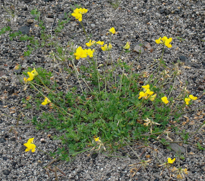 Изображение особи Lotus corniculatus.